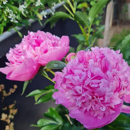 Chez Eve Et Momo * Ingwiller